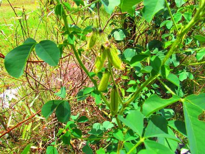 Crotalaria longirostrata, photographed by Oscar Alejandro Morales Juárez
