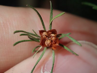Hibbertia fasciculata, photographed by Thomas Mesaglio