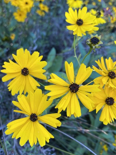 Coreopsis palustris, photographed by Alan Weakley