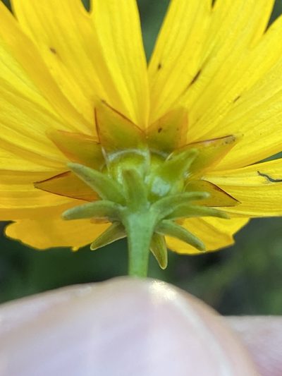 Coreopsis palustris, photographed by Alan Weakley