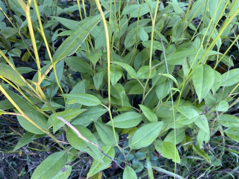 Coreopsis palustris, photographed by Alan Weakley