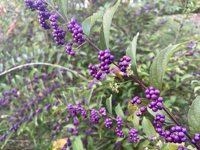 Callicarpa dichotoma, photographed by Reid Hardin