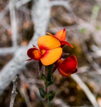 Oxylobium cordifolium, photographed by Niki Hubbard