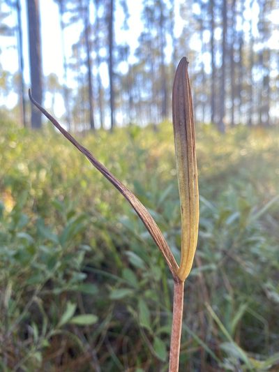 Cleistesiopsis divaricata, photographed by Alan Weakley