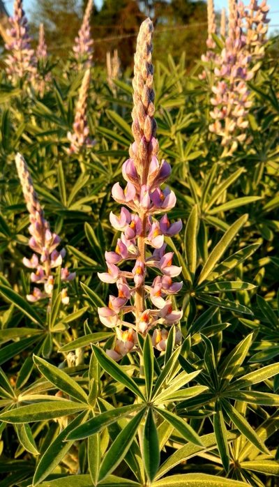 Lupinus albescens, photographed by Sebastián Lovera