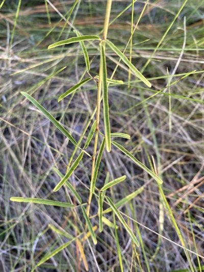 Desmodium tenuifolium, photographed by Alan Weakley