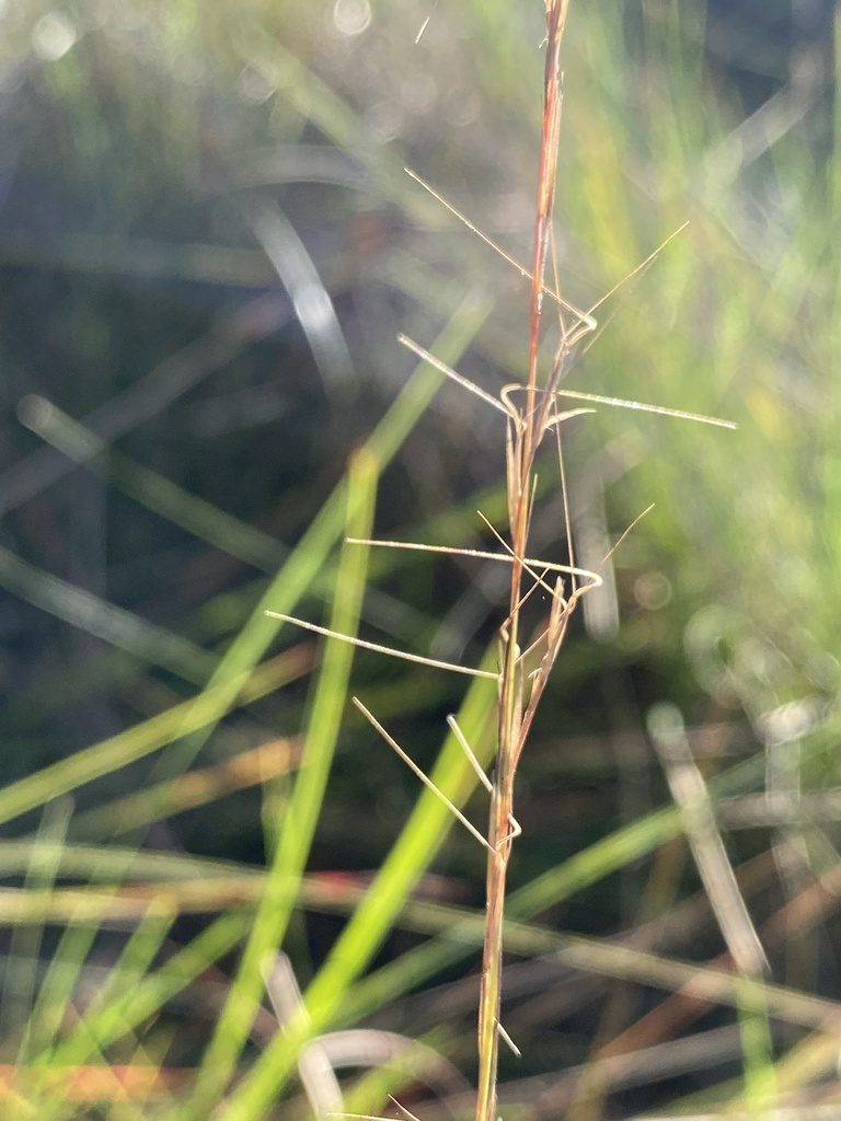 Aristida simpliciflora, photographed by Alan Weakley