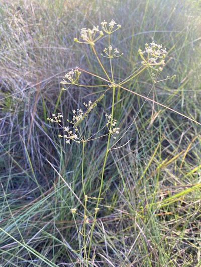 Oxypolis ternata, photographed by Alan Weakley