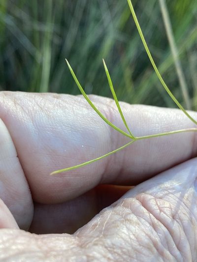 Oxypolis ternata, photographed by Alan Weakley