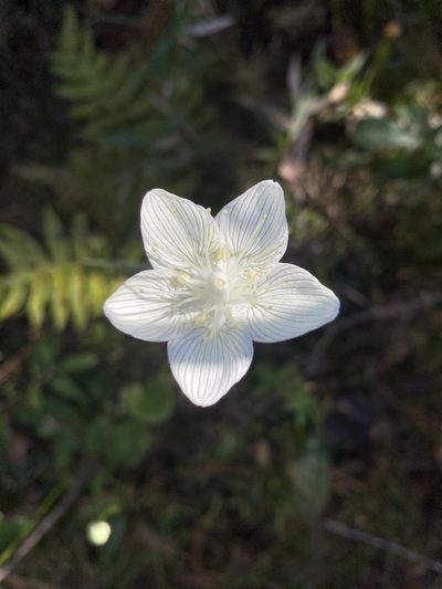 Parnassia caroliniana, photographed by Alan Weakley