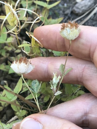 Trifolium cyathiferum, photographed by LJ Moore-McClelland
