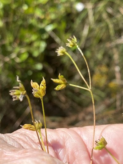 Thalictrum cooleyi, photographed by Alan Weakley