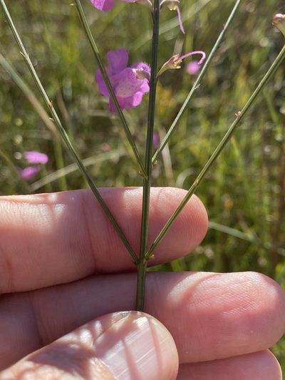 Agalinis aphylla, photographed by Alan Weakley