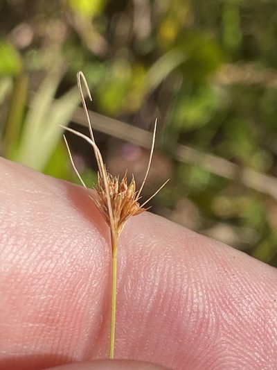 Rhynchospora chapmanii, photographed by Alan Weakley