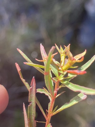 Ludwigia linifolia, photographed by Alan Weakley