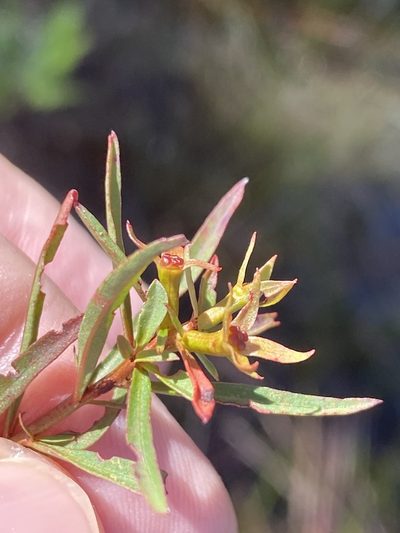 Ludwigia linifolia, photographed by Alan Weakley
