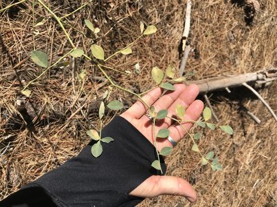 Hosackia crassifolia, photographed by LJ Moore-McClelland