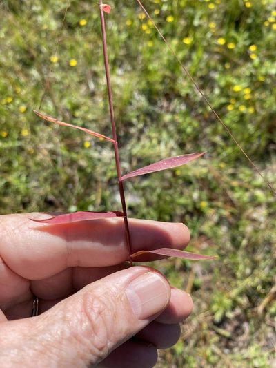 Gymnopogon brevifolius, photographed by Alan Weakley