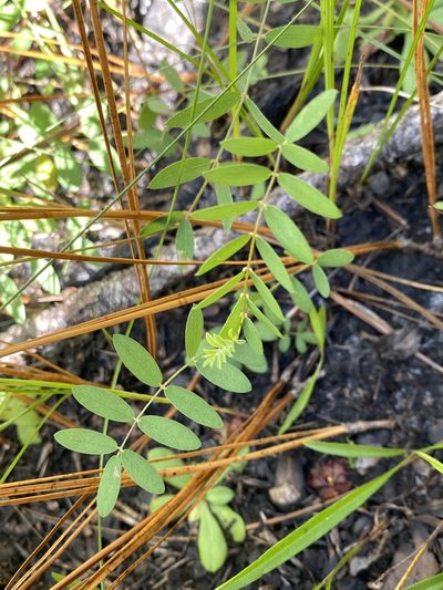 Tephrosia hispidula, photographed by Alan Weakley