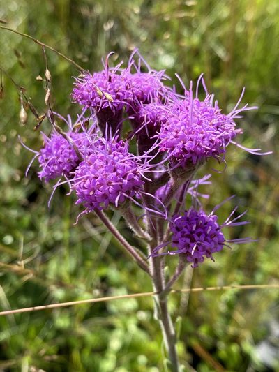 Carphephorus tomentosus, photographed by Alan Weakley