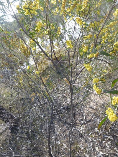 Acacia ausfeldii, photographed by Kiri Bee