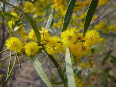 Acacia ausfeldii, photographed by Kiri Bee