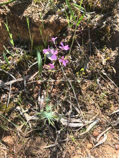 Stylidium brunonianum, photographed by Cal Wood