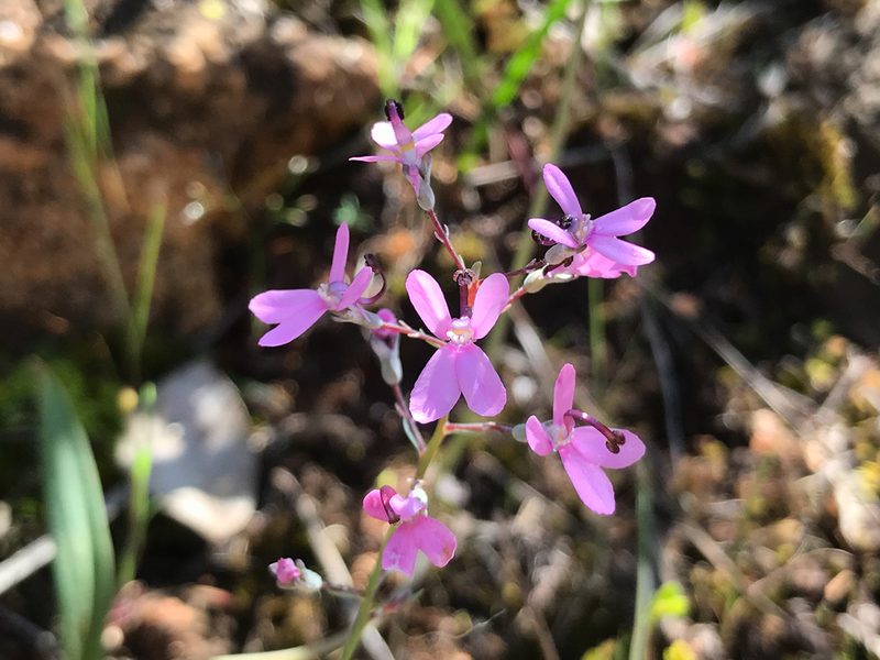 Stylidium brunonianum, photographed by Cal Wood