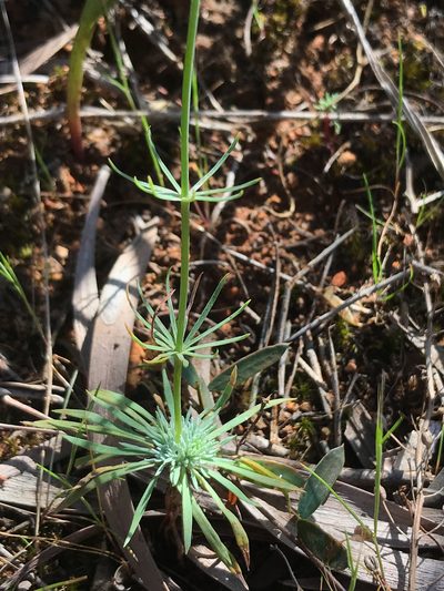 Stylidium brunonianum, photographed by Cal Wood