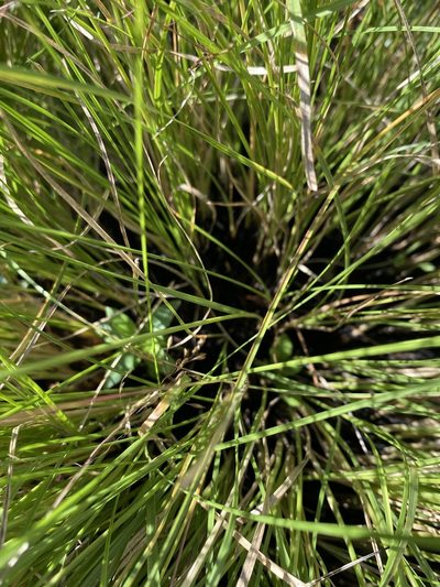 Sporobolus pinetorum, photographed by Alan Weakley