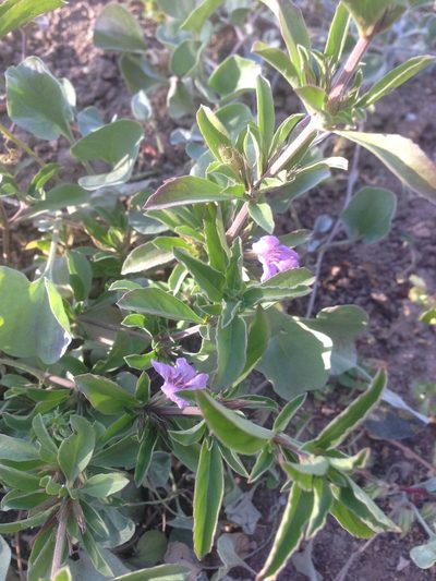 Dyschoriste decumbens, photographed by Oscar C. González Martínez
