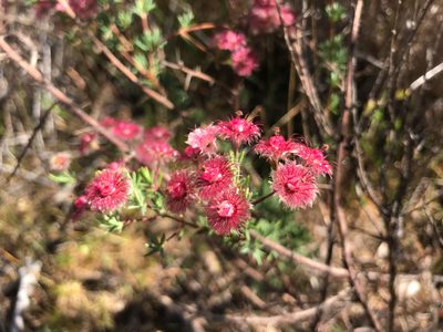 Verticordia huegelii, photographed by Cal Wood