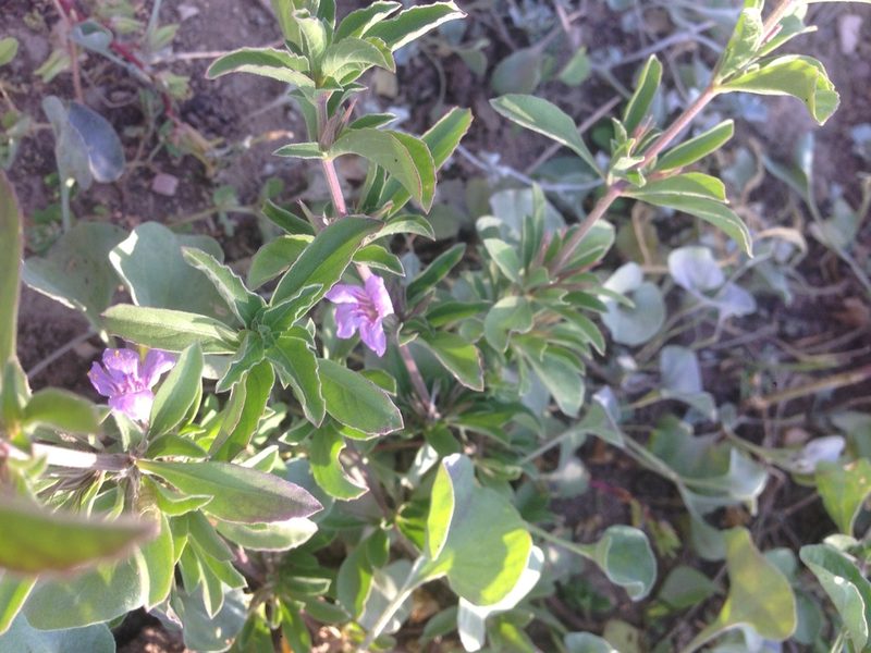 Dyschoriste decumbens, photographed by Oscar C. González Martínez