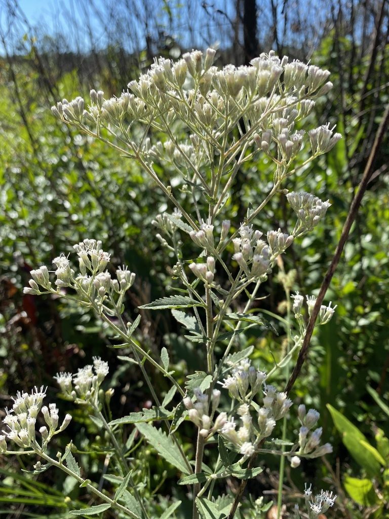 Eupatorium anomalum, photographed by Alan Weakley
