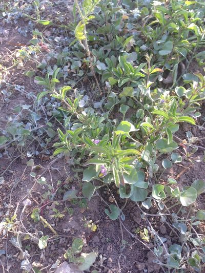 Dyschoriste decumbens, photographed by Oscar C. González Martínez