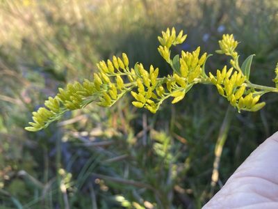 Solidago latissimifolia, photographed by Alan Weakley