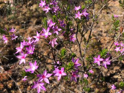 Calytrix glutinosa, photographed by Cal Wood
