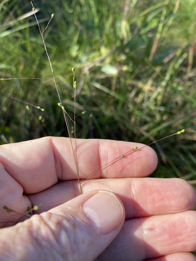Kellochloa verrucosa, photographed by Alan Weakley