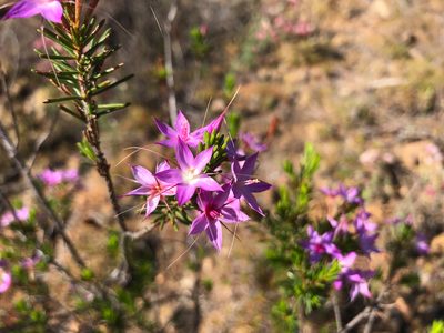 Calytrix glutinosa, photographed by Cal Wood
