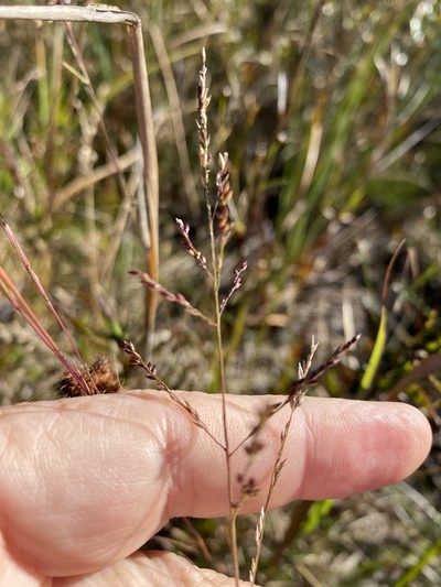 Coleataenia longifolia, photographed by Alan Weakley