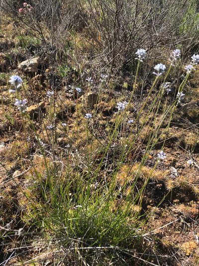 Conospermum huegelii, photographed by Cal Wood