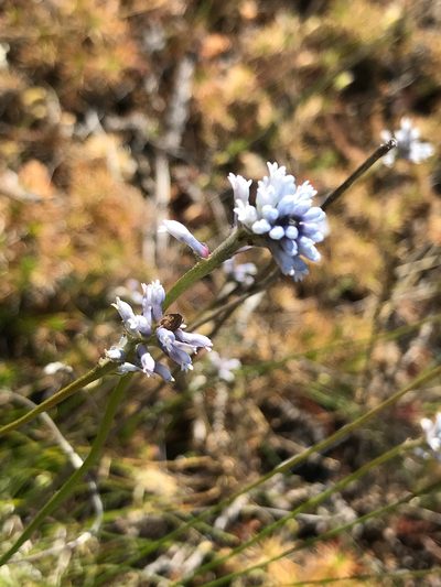 Conospermum huegelii, photographed by Cal Wood