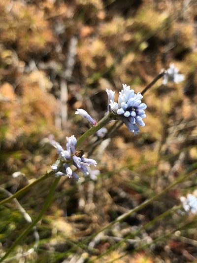 Conospermum huegelii, photographed by Cal Wood