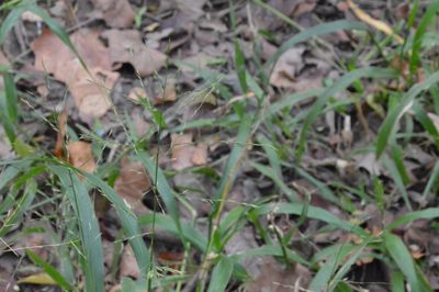 Panicum gymnocarpum, photographed by Dan Johnson