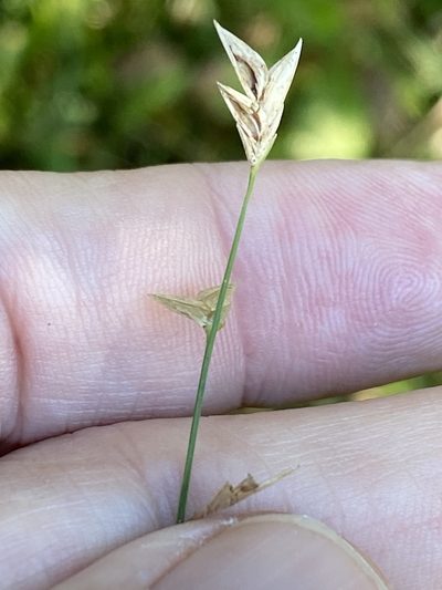 Chasmanthium nitidum, photographed by Alan Weakley