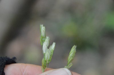 Leersia lenticularis, photographed by Dan Johnson