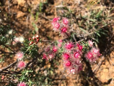 Verticordia huegelii, photographed by Cal Wood