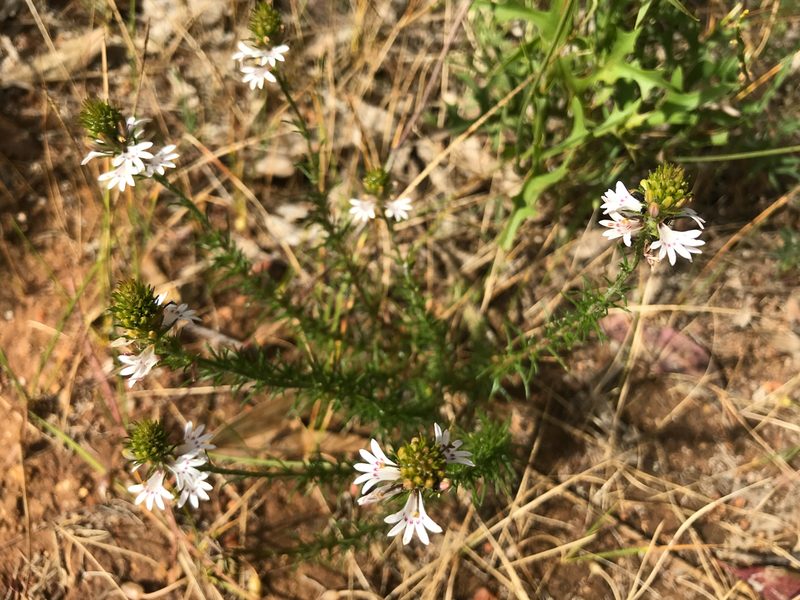 Goodenia fasciculata, photographed by Cal Wood