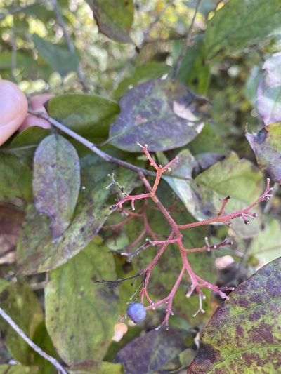 Cornus asperifolia, photographed by Alan Weakley