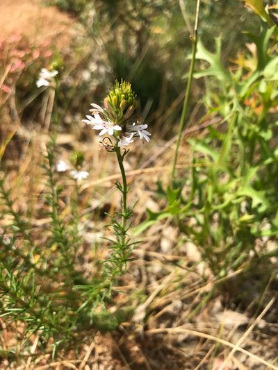 Goodenia fasciculata, photographed by Cal Wood